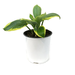 Hosta, 1 gal, Frances Williams