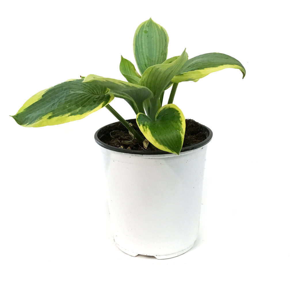Hosta, 1 gal, Frances Williams
