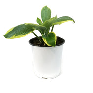 Hosta, 1 gal, Frances Williams