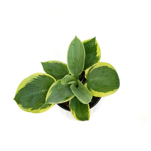 Hosta, 1 gal, Frances Williams