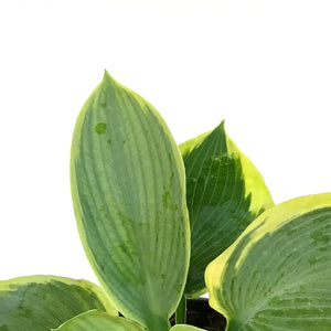 Hosta, 1 gal, Frances Williams