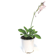 Load image into Gallery viewer, Hosta, 1 gal, Gold Standard
