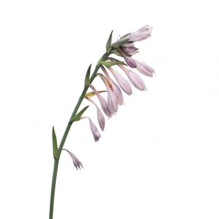 Hosta, 1 gal, Gold Standard