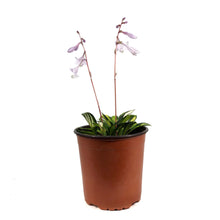 Load image into Gallery viewer, Hosta, 1 gal, Rainbows End
