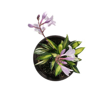 Load image into Gallery viewer, Hosta, 1 gal, Rainbows End
