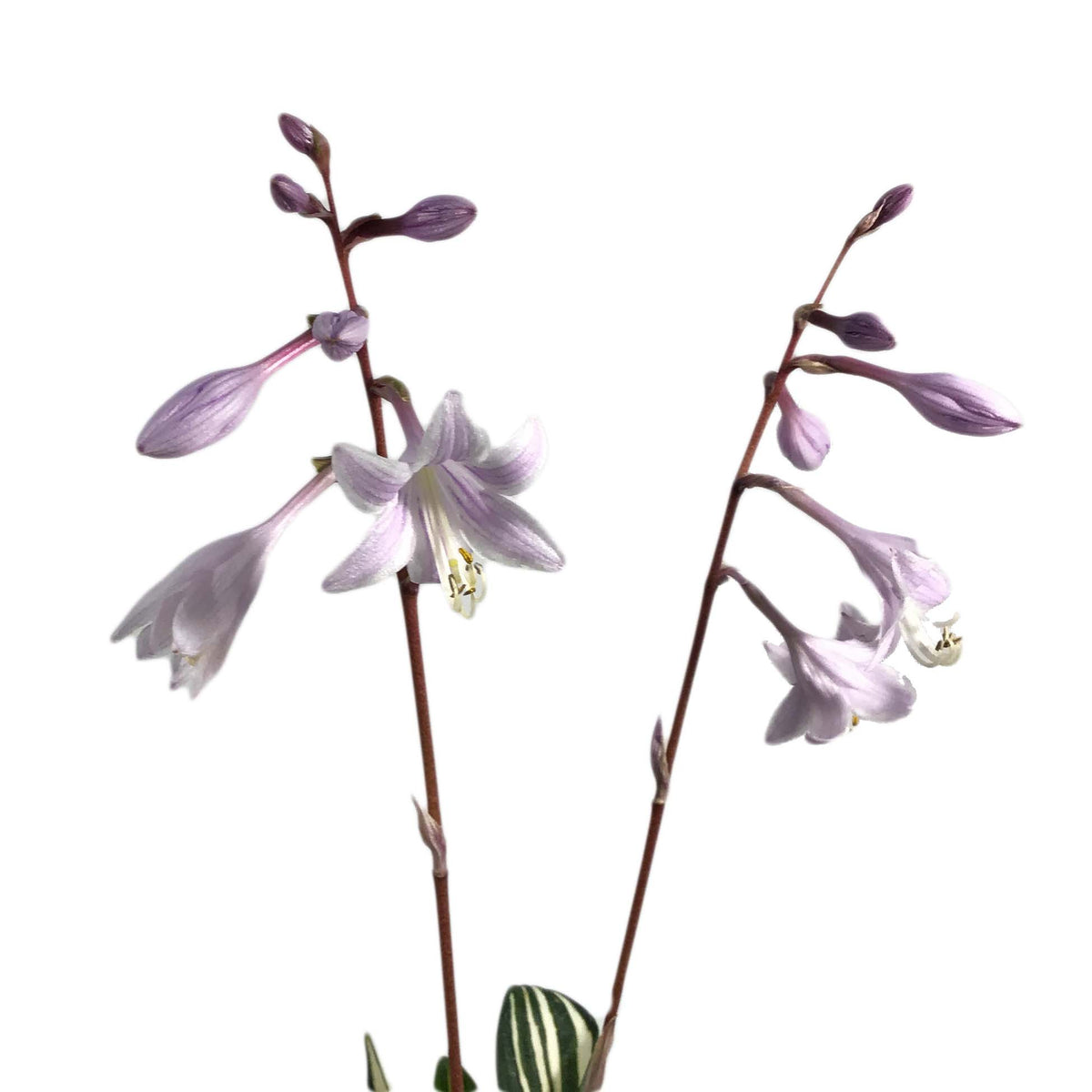 Hosta, 1 gal, Rainbows End