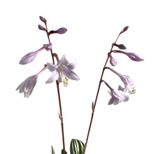 Load image into Gallery viewer, Hosta, 1 gal, Rainbows End

