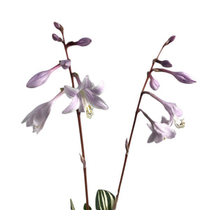 Hosta, 1 gal, Rainbows End