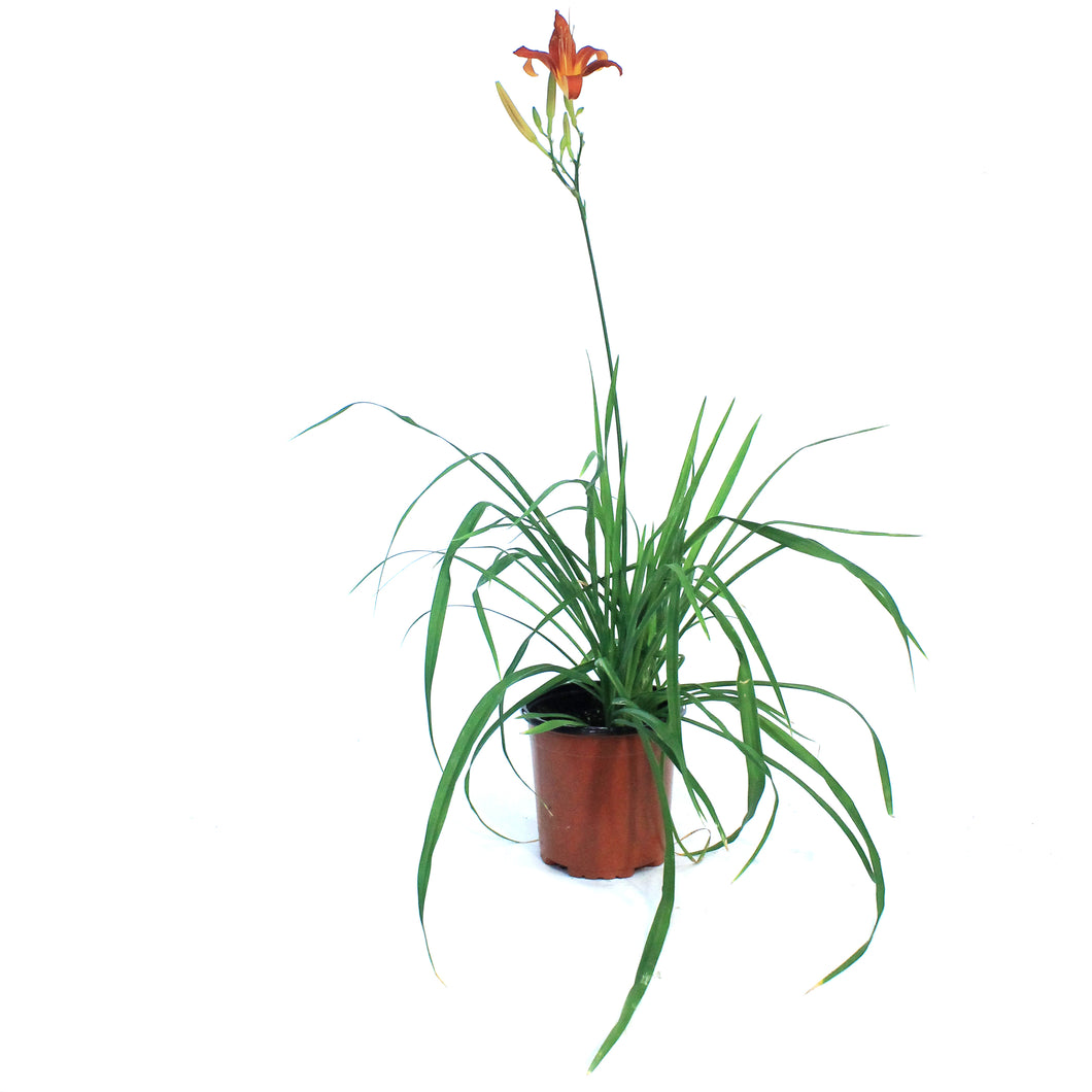 Hemerocallis, 1 gal, Entrapment