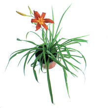 Load image into Gallery viewer, Hemerocallis, 1 gal, Entrapment
