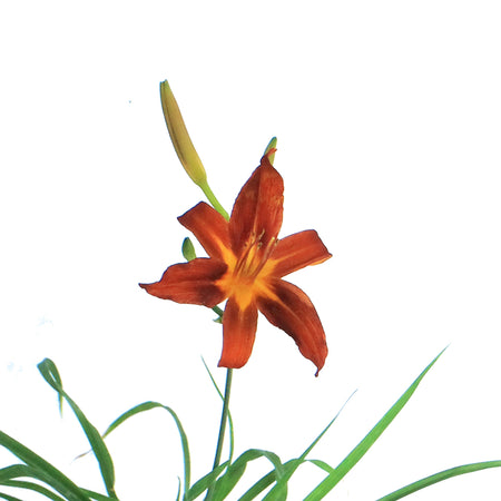 Hemerocallis, 1 gal, Entrapment