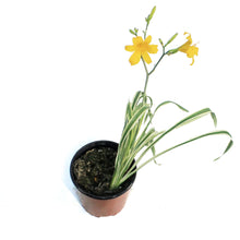 Load image into Gallery viewer, Hemerocallis, 1 gal, Golden Zebra
