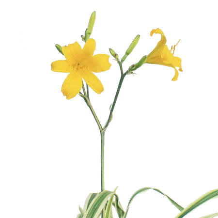 Hemerocallis, 1 gal, Golden Zebra