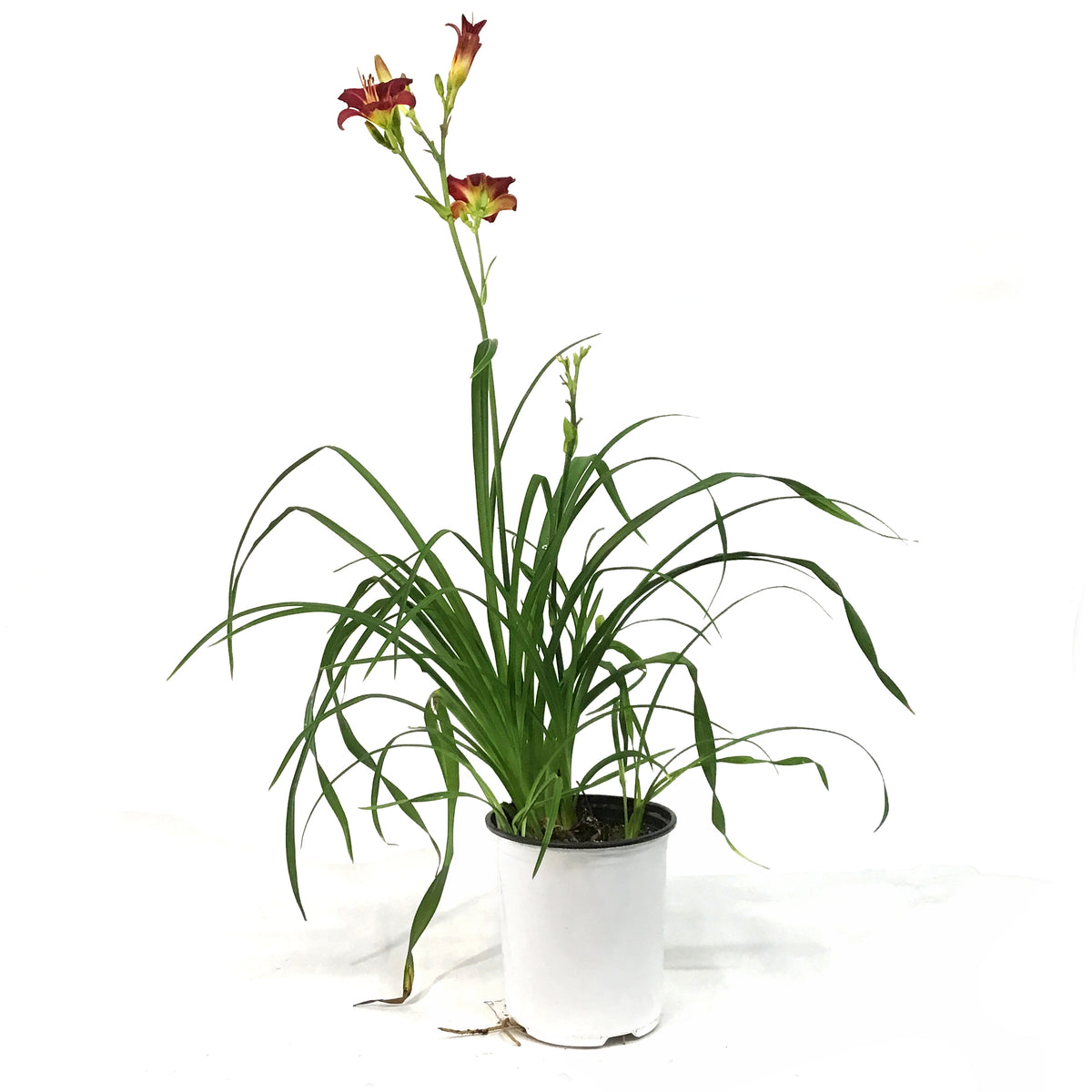 Hemerocallis, 1 gal, Pardon Me
