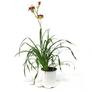 Hemerocallis, 1 gal, Pardon Me