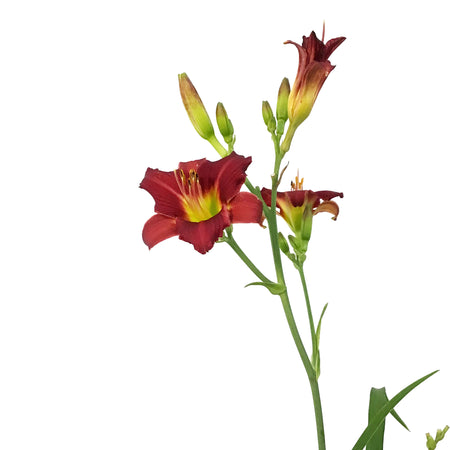 Hemerocallis, 1 gal, Pardon Me