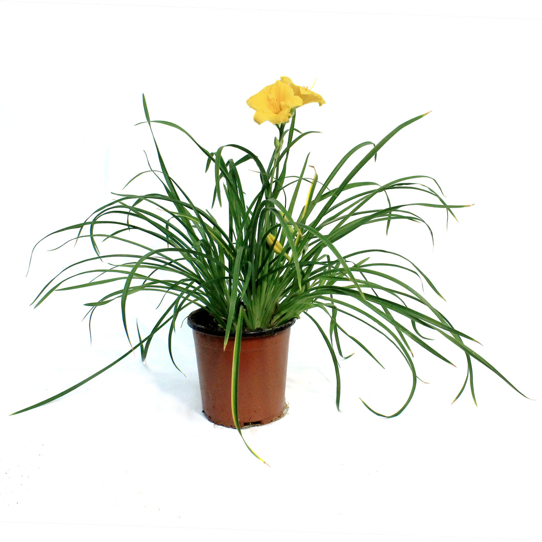 Hemerocallis, 1 gal, Stella D'Oro