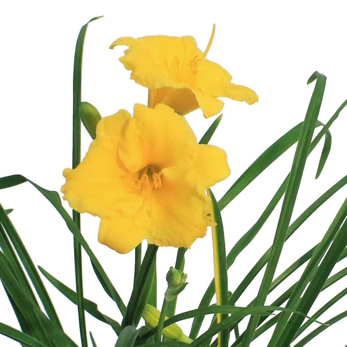 Hemerocallis, 1 gal, Stella D'Oro