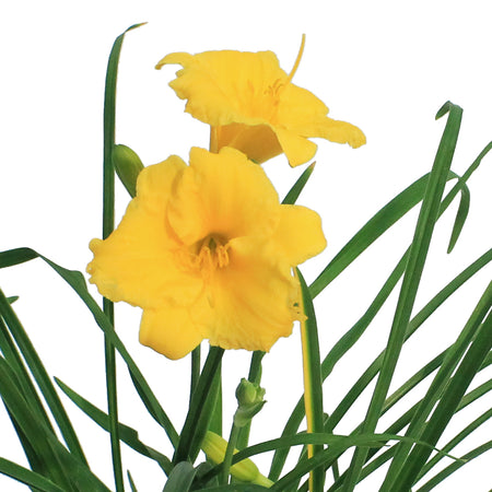 Hemerocallis, 1 gal, Stella D'Oro