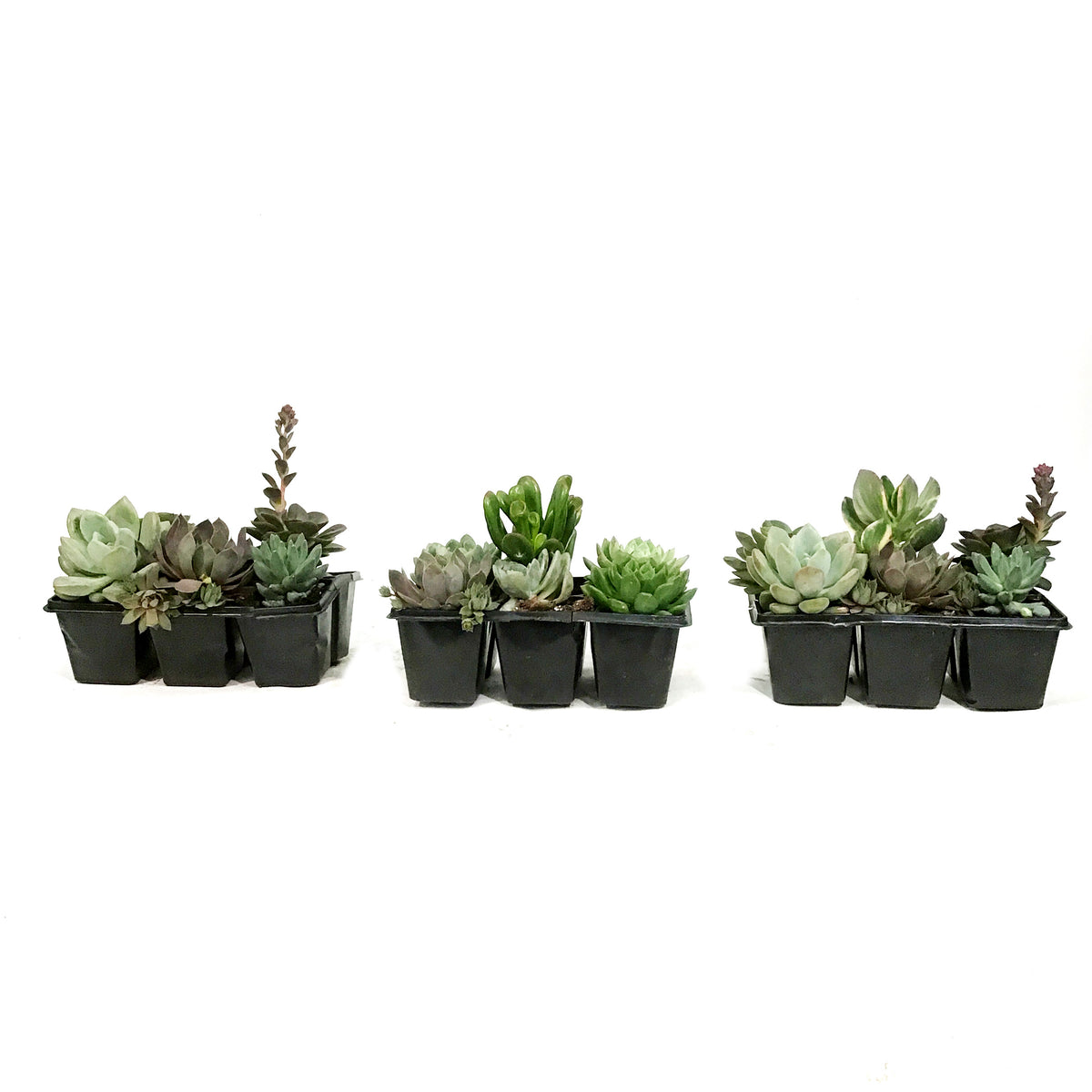 Succulent, 6pk, Jumbo, Assorted