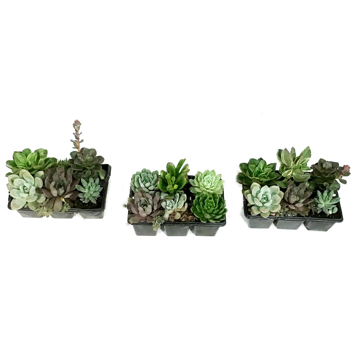 Succulent, 6pk, Jumbo, Assorted