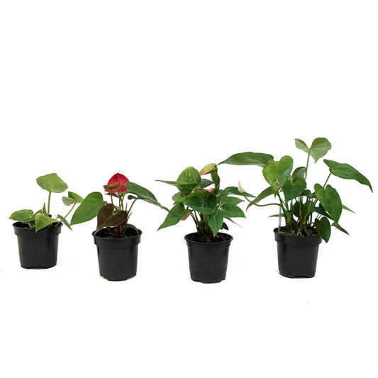 Anthurium, 4in