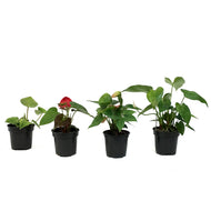 Anthurium, 4in