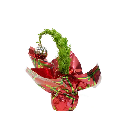 Cypress, 4in, Lemon/Wilma Grinch Tree w/ Mylar