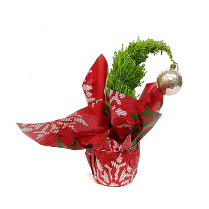 Cypress, 4in, Lemon/Wilma Grinch Tree w/ Mylar