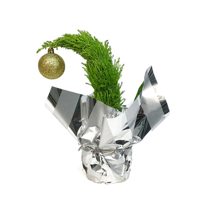 Cypress, 4in, Lemon/Wilma Grinch Tree w/ Mylar