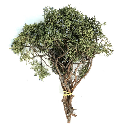 Boughs, Juniper with Berries, Bunch