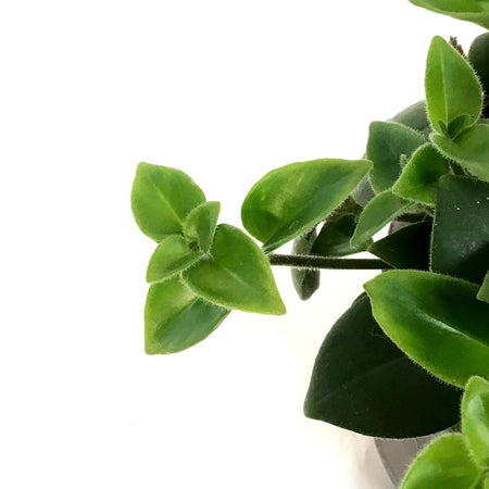 Lipstick Plant, 6in HB