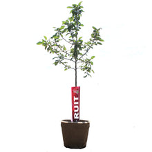 Load image into Gallery viewer, Apple, 7 gal, Goodland
