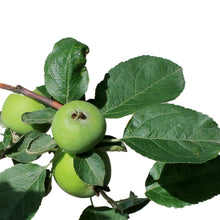 Load image into Gallery viewer, Apple, 7 gal, Goodland
