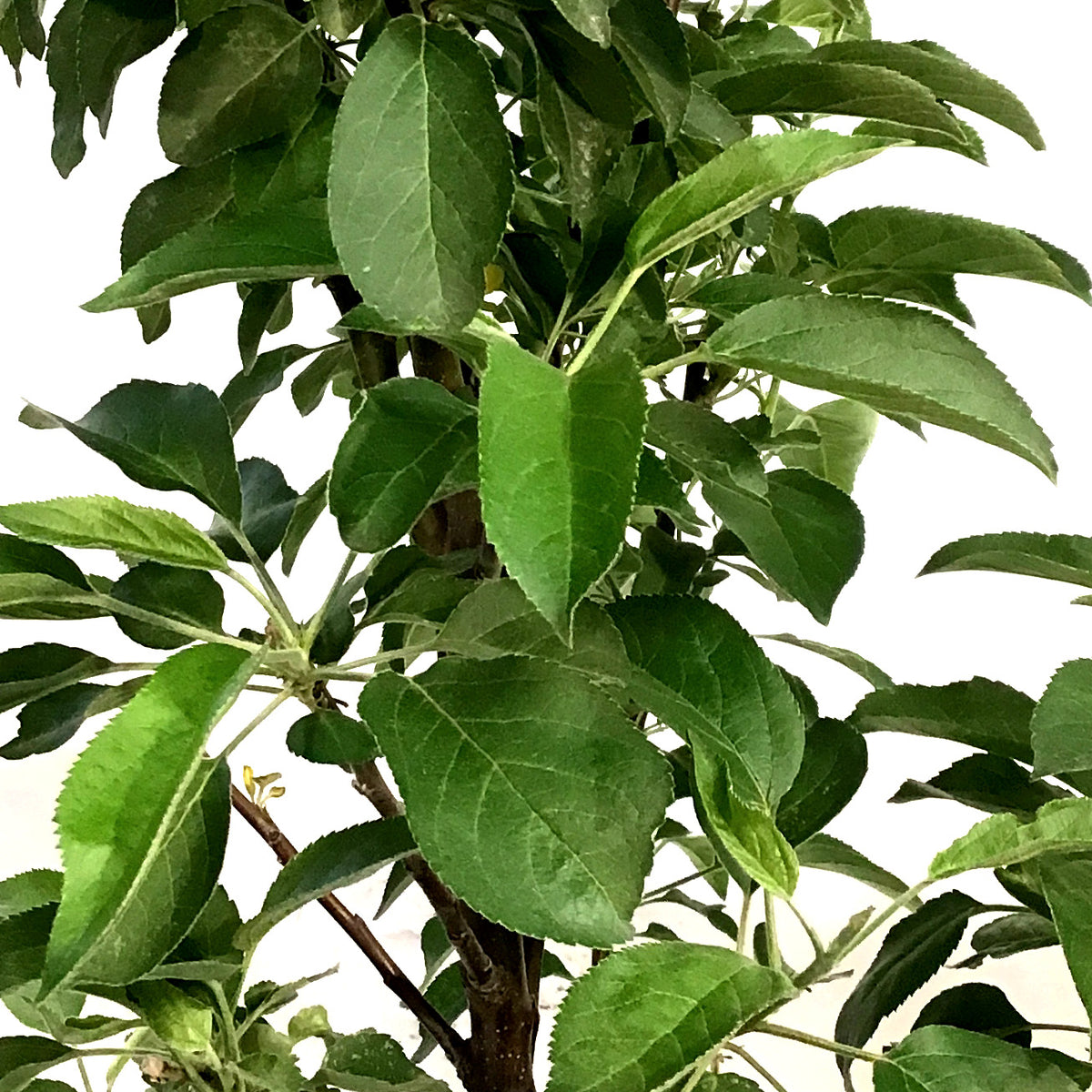 Apple, 5 gal, TreasuRed