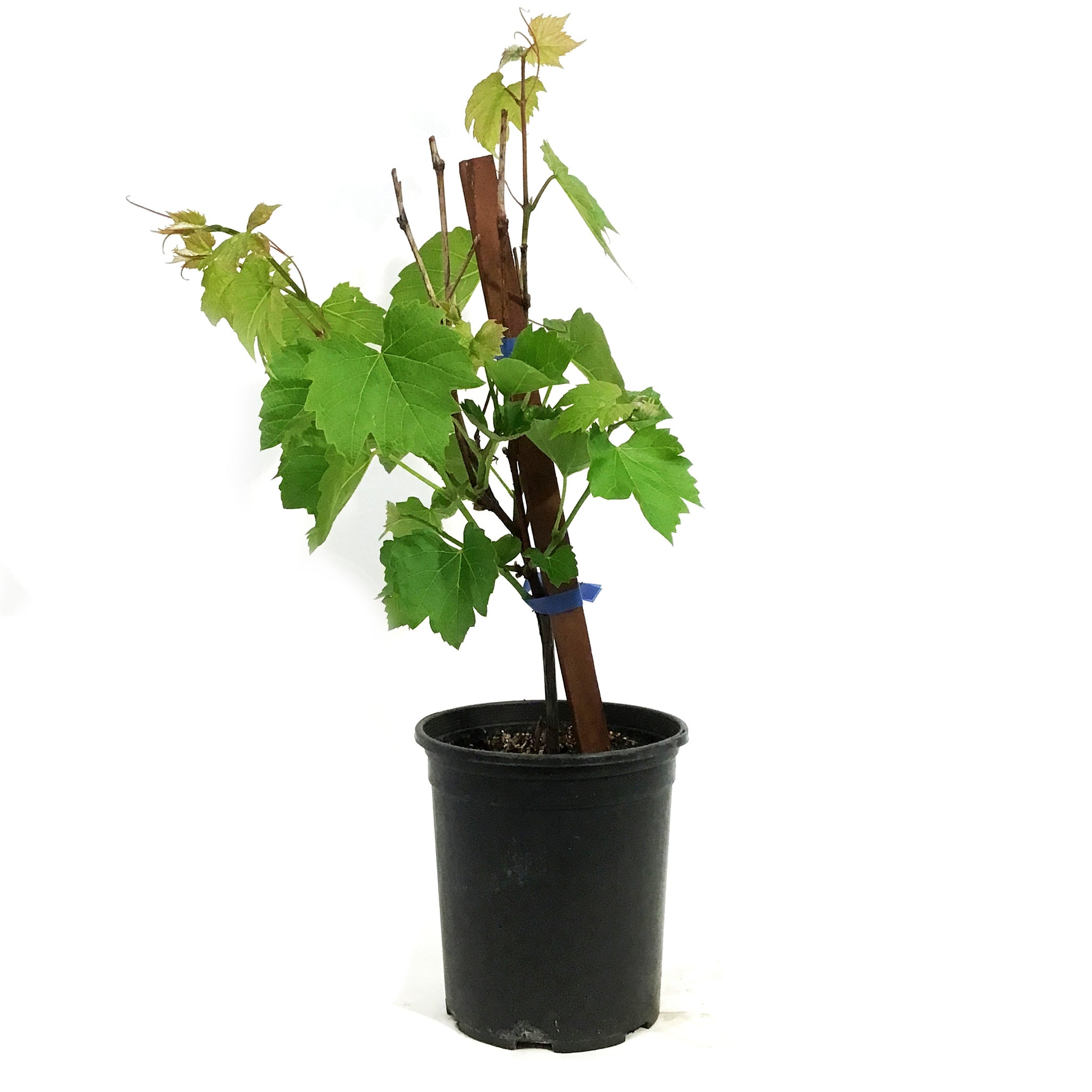 Grape, 1 gal, Prairie Star – Floral Acres Greenhouse & Garden Centre