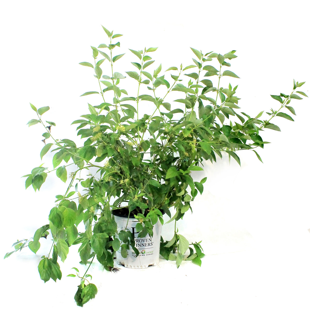 Dogwood, 2 gal, Arctic Fire® Yellow