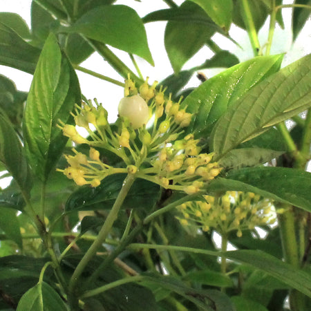 Dogwood, 2 gal, Arctic Fire® Yellow