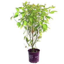 Load image into Gallery viewer, Dogwood, 2 gal, Neon Burst™
