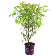 Dogwood, 2 gal, Neon Burst™