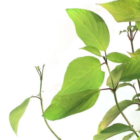 Dogwood, 2 gal, Neon Burst™