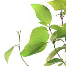 Load image into Gallery viewer, Dogwood, 2 gal, Neon Burst™
