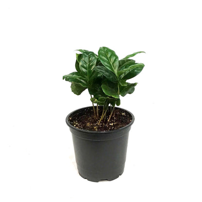 Coffee Plant, 4in, Arabica