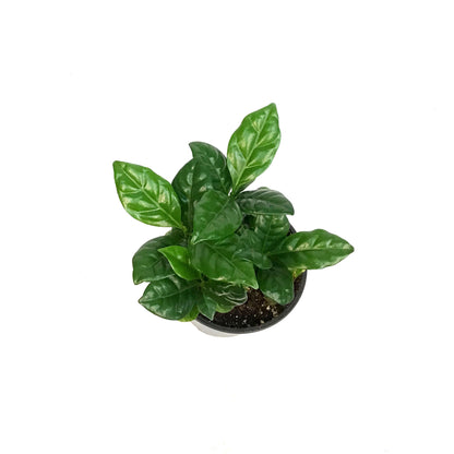 Coffee Plant, 4in, Arabica