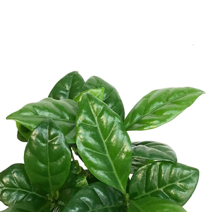 Coffee Plant, 4in, Arabica