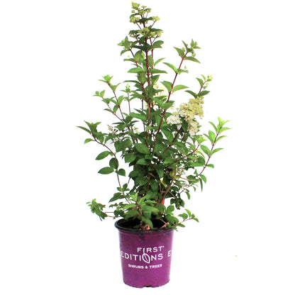 Hydrangea, 2 gal, Strawberry Sundae®