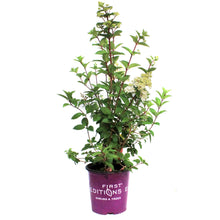 Load image into Gallery viewer, Hydrangea, 2 gal, Strawberry Sundae®
