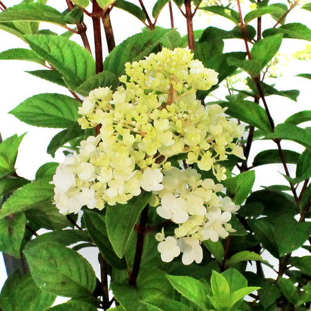 Hydrangea, 2 gal, Strawberry Sundae®