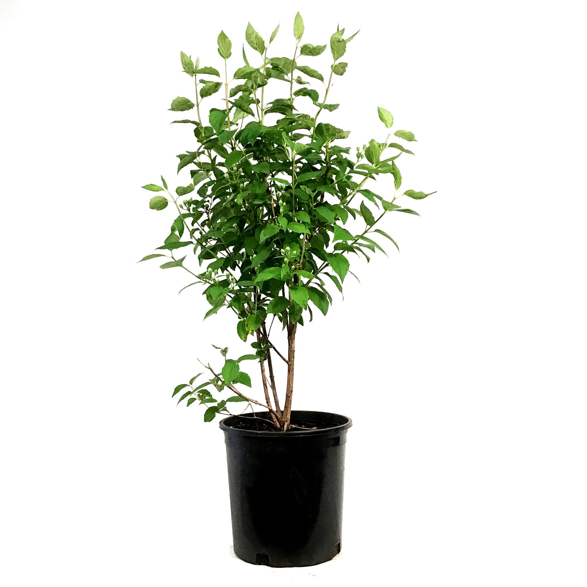 Mock Orange, 2 gal, Minnesota Snowflake