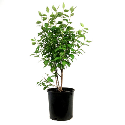 Mock Orange, 2 gal, Minnesota Snowflake